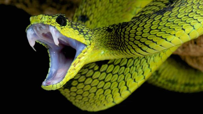 Dengerous Snake