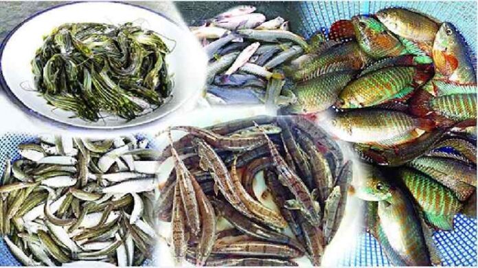 দেশি মাছের প্রজাতি