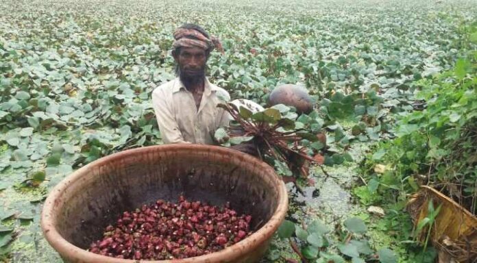 পানিফল চাষ