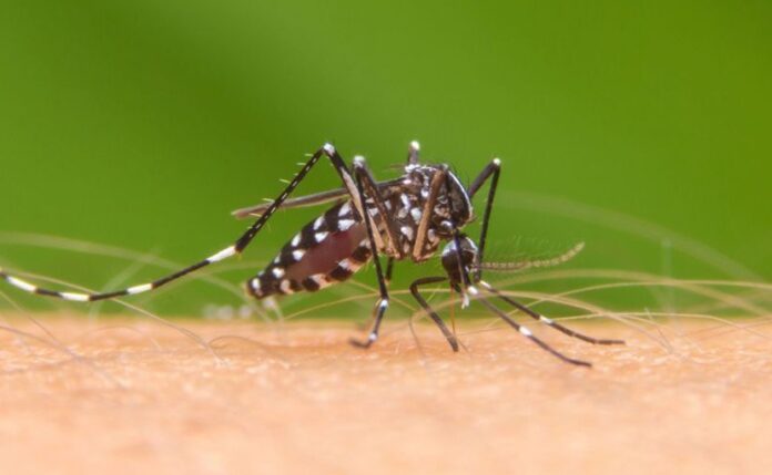 ডেঙ্গু রোগের লক্ষণ