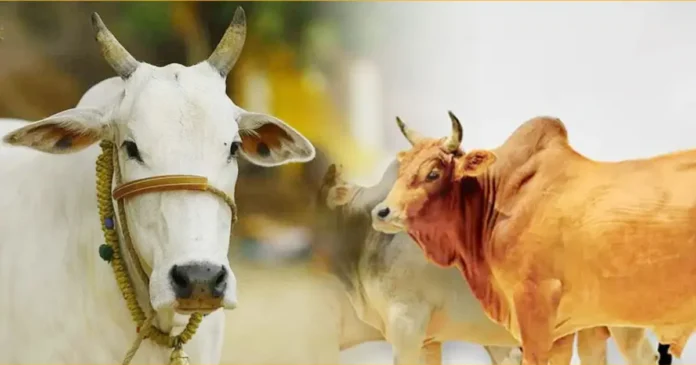 এক ভাগে দুজনের কুরবানি