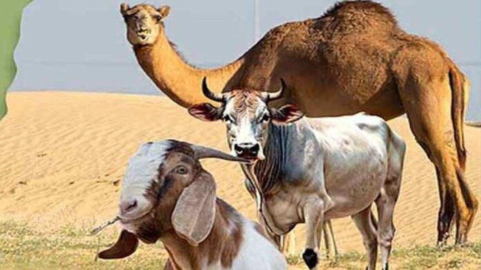 কুরবানি কবুল না হওয়ার ভুল
