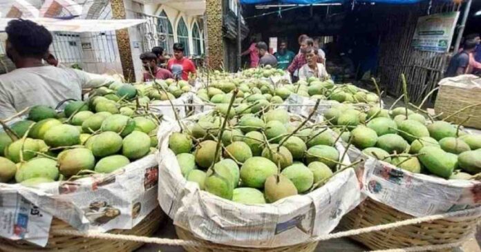 সাতক্ষীরার হিমসাগর আম