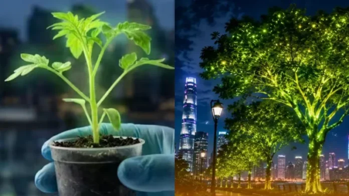 জোনাকির ডিএনএ দিয়ে আলো ছড়ানো গাছ