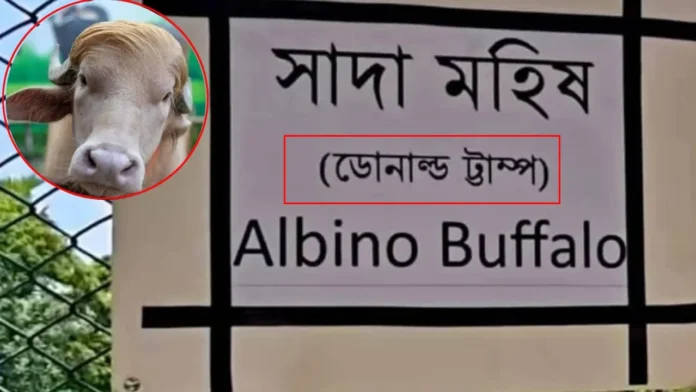 ডোনাল্ড ট্রাম্প মহিষ