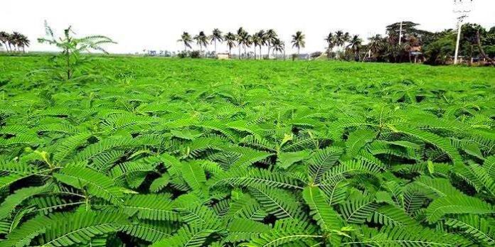 উপকূলীয় মাটির উর্বরতা বৃদ্ধি